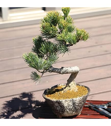 Amazon.co.jp: 遊恵盆栽 ミニ盆栽：五葉松(瀬戸焼小鉢)*鉢植えbonsai